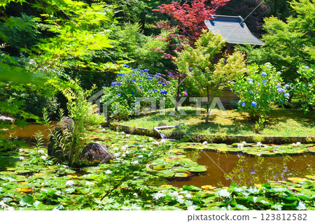 Hondo-ji Temple: Bentendo and Benten Pond with hydrangeas and water lilies (Matsudo City, Chiba Prefecture) Hondo-ji Temple: Bentendo and Benten Pond with hydrangeas and water lilies (Matsudo City, Chiba Prefecture) 123812582