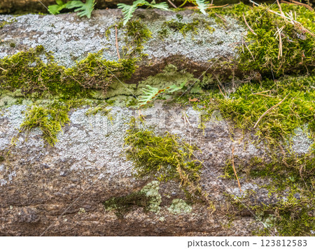 A pile of large stones in the forest, overgrown with moss and grass. A pile of large stones in the forest, overgrown with moss and grass. 123812583