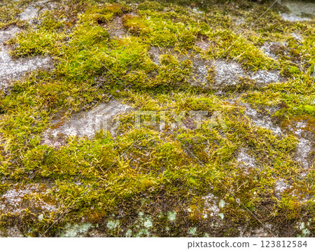 A pile of large stones in the forest, overgrown with moss and grass. 123812584