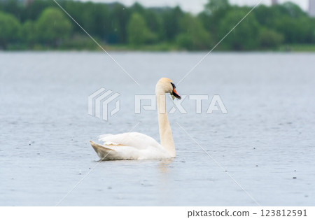Graceful white Swan swimming in the lake, swans in the wild. Portrait of a white swan swimming on a lake. 123812591