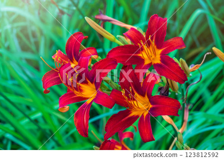 Close up of a single orange day lily, Hemerocallis fulva, in full bloom. Close up of a single orange day lily, Hemerocallis fulva, in full bloom. 123812592