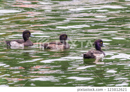 Male tufted duck, Aythya fuligula, swim in the pond Male tufted duck, Aythya fuligula, swim in the pond 123812621