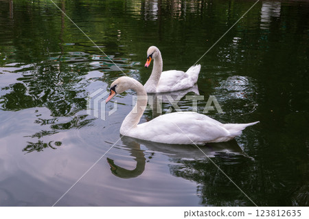 Two Graceful white Swans swimming in the lake, swans in the wild 123812635