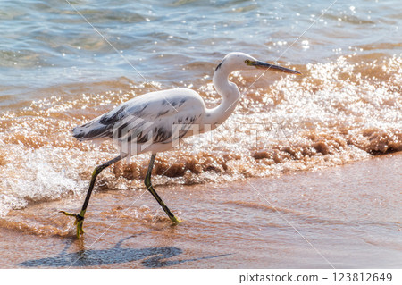 White Western Reef Heron (Egretta gularis) at Sharm el-Sheikh beach, Sinai, Egypt White Western Reef Heron (Egretta gularis) at Sharm el-Sheikh beach, Sinai, Egypt 123812649