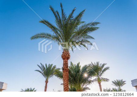 Palm tree with green leaves on blue background 123812664