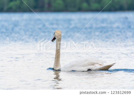 Graceful white Swan swimming in the lake, swans in the wild. Portrait of a white swan swimming on a lake. 123812699