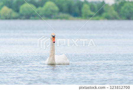 Graceful white Swan swimming in the lake, swans in the wild. Portrait of a white swan swimming on a lake. Graceful white Swan swimming in the lake, swans in the wild. Portrait of a white swan swimming on a lake. 123812700