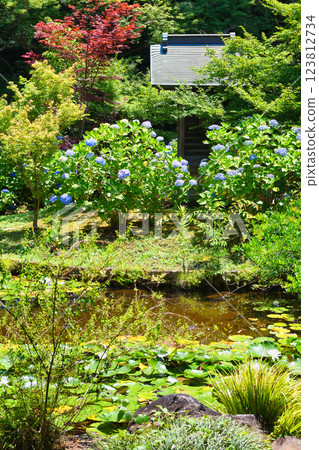Hondo-ji Temple: Bentendo and Benten Pond with hydrangeas and water lilies (Matsudo City, Chiba Prefecture) 123812734