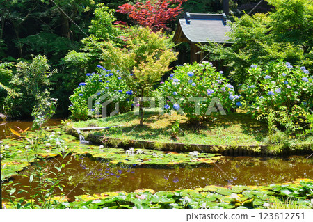 Hondo-ji Temple: Bentendo and Benten Pond with hydrangeas and water lilies (Matsudo City, Chiba Prefecture) 123812751