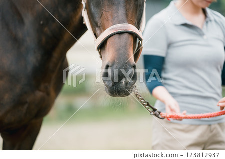 horse, female, lady 123812937