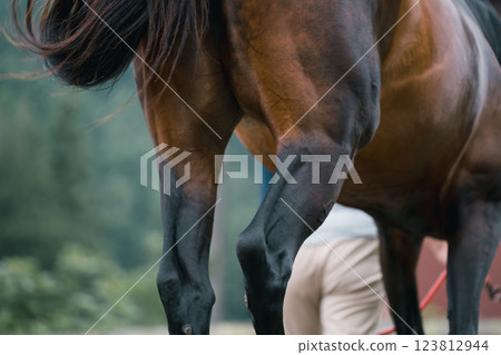 馬 馬兒 女生 123812944