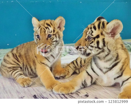 A tiger A tiger 123812999