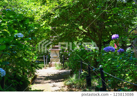 本堂寺的美麗繡球花（千葉縣松戶市） 123813086