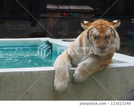 Golden Tiger Golden Tiger 123813240