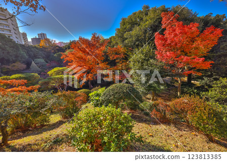 Garden with Colorful Trees in Urban Cityscape Dec 6 2024 123813385