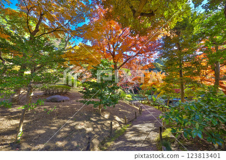 Serene Autumn Landscape with Vibrant Foliage Dec 6 2024 123813401