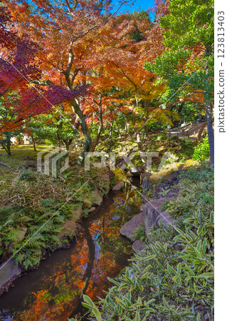 Forest With Stream Reflecting Vibrant Colored Leaves Dec 6 2024 Forest With Stream Reflecting Vibrant Colored Leaves Dec 6 2024 123813403
