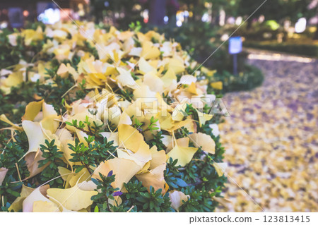 Golden Ginkgo Leaves Covering a Green Hedge, Komagome Dec 6 2024 Golden Ginkgo Leaves Covering a Green Hedge, Komagome Dec 6 2024 123813415
