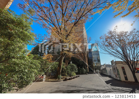 Brightly Colored Autumn Trees Line a Walkway, Waseda University Dec 6 2024 123813453