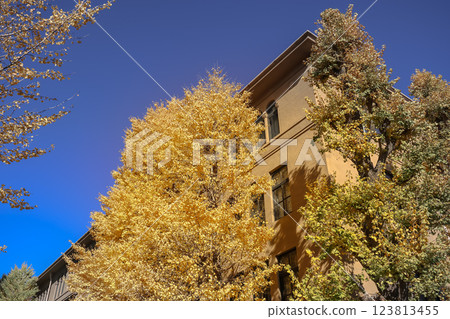 Trees Along an Urban Street on a Clear Autumn Day Waseda University Dec 6 2024 123813455
