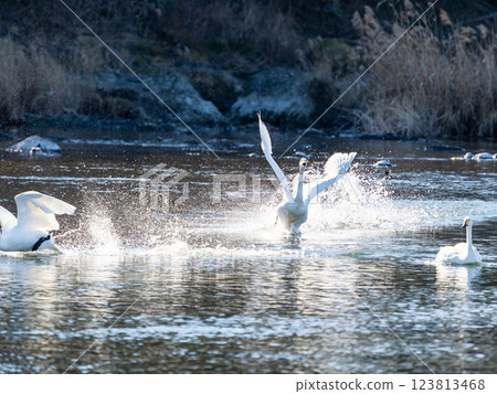 Graceful and beautiful swans wintering on the Arakawa River in the Tokyo metropolitan area - chasing each other 123813468