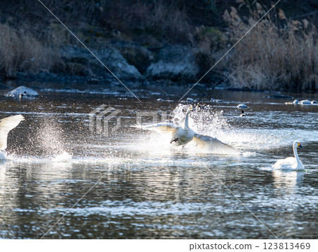 Graceful and beautiful swans wintering on the Arakawa River in the Tokyo metropolitan area - chasing each other 123813469