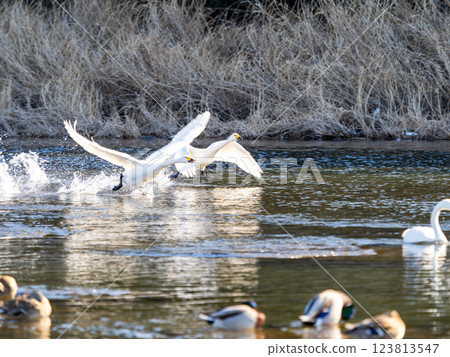 Two swans running eagerly across the water to take flight 123813547