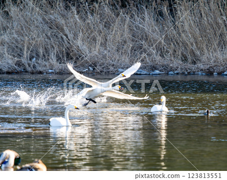 兩隻天鵝急切地穿過水面飛翔 123813551