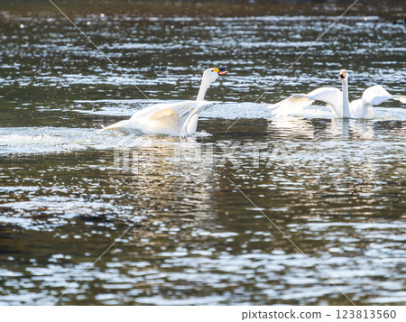 Graceful and beautiful swans overwintering on the Arakawa River in the Tokyo metropolitan area flapping their wings 123813560
