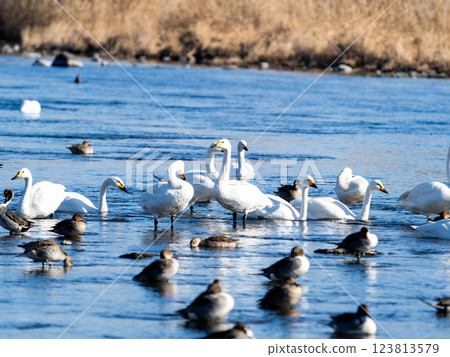 The graceful and beautiful swans and ducks wintering on the Arakawa River in the Tokyo metropolitan area The graceful and beautiful swans and ducks wintering on the Arakawa River in the Tokyo metropolitan area 123813579