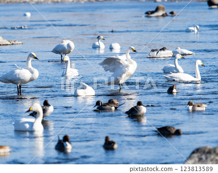 The graceful and beautiful swans and ducks wintering on the Arakawa River in the Tokyo metropolitan area 123813589