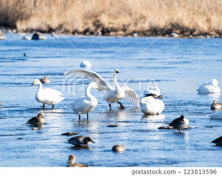 The graceful and beautiful swans and ducks wintering on the Arakawa River in the Tokyo metropolitan area 123813596