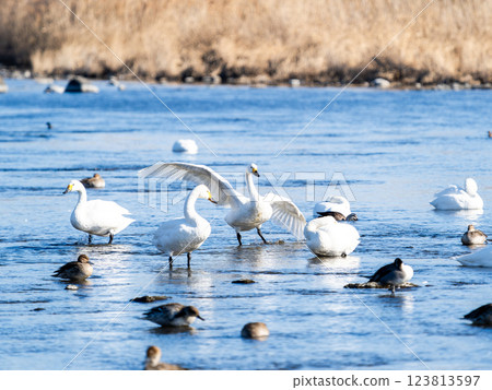 The graceful and beautiful swans and ducks wintering on the Arakawa River in the Tokyo metropolitan area 123813597