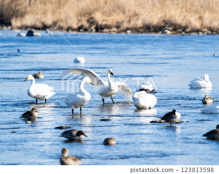 東京都荒川越冬的優雅美麗的天鵝和野鴨 123813598