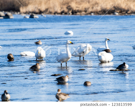 東京都荒川越冬的優雅美麗的天鵝和野鴨 123813599