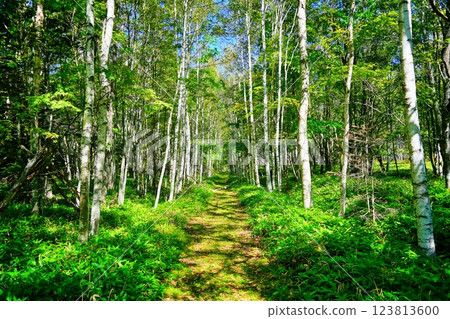 美麗的白樺樹 123813600