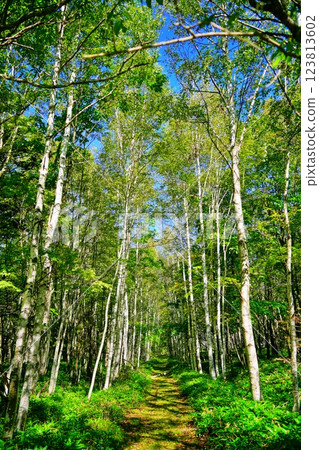 Beautiful birch trees 123813602