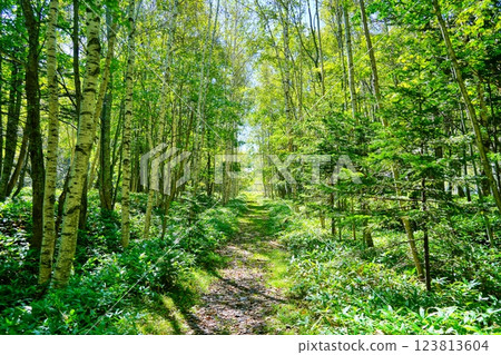 美麗的白樺樹 123813604