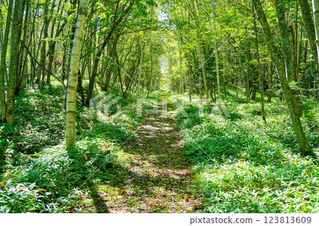 北海道美麗的白樺樹線 123813609