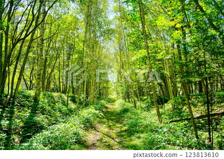 北海道美麗的白樺樹線 123813610