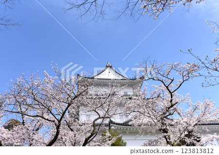 Sakura Castle 123813812