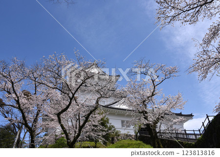 Sakura Odawara Castle Sakura Odawara Castle 123813816