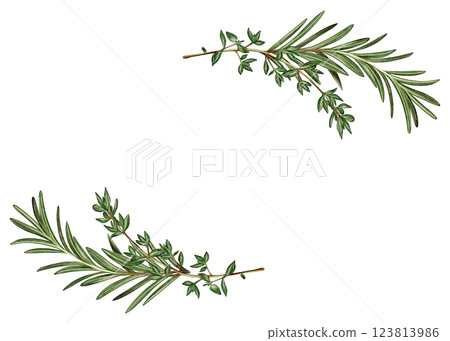 Watercolor rosemary and thyme branches in composition 123813986