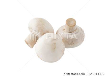 透明背景上的白色蘑菇（png） 123814412