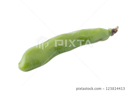 透明背景上帶有豆莢的蠶豆（png） 123814413