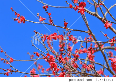 鮮紅的梅花紅日通 鮮紅的梅花紅日通 123814494