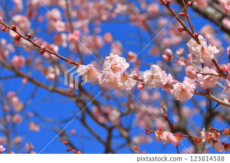 Pink plum blossoms, Musashino Pink plum blossoms, Musashino 123814588