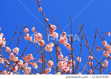 粉色梅花，武藏野 123814590