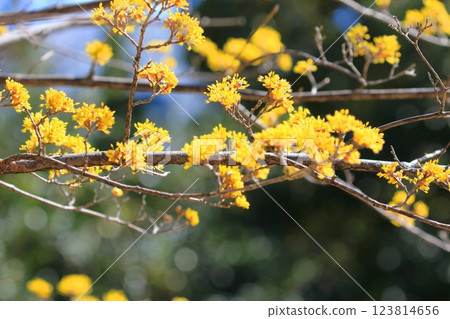 黃色山蘇玉花 黃色山蘇玉花 123814656