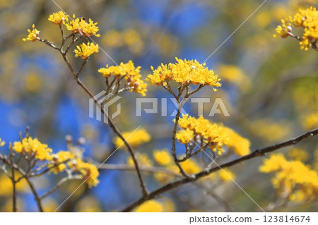 黃色山蘇玉花 123814674